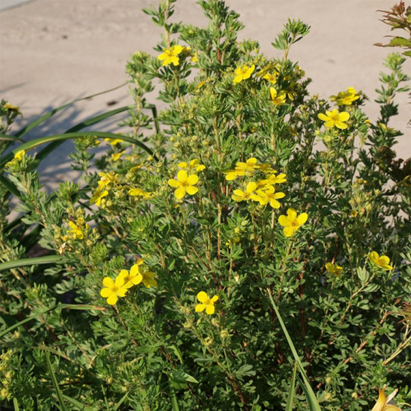 Potentilla fruticosa Kobold (Porte)