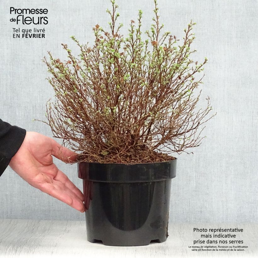 Potentille arbustive Kobold Pot de 3L/4L Ejemplar entregado en invierno