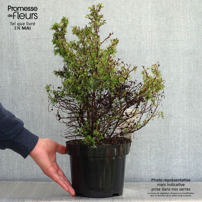 Potentilla fruticosa Kobold Maceta 3L/4LAltura de entrega aprox. 30cm Ejemplar entregado en la primavera