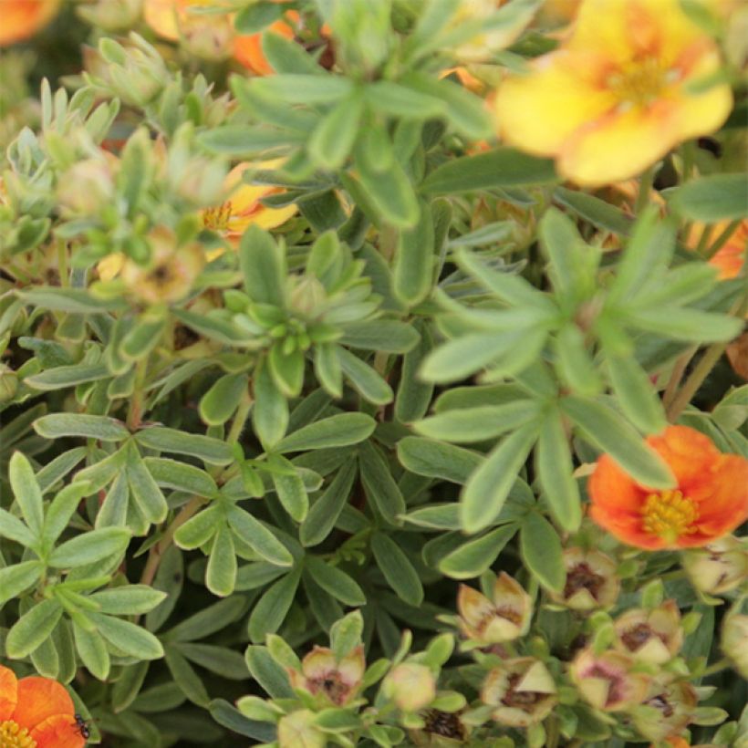 Potentilla fruticosa Mango Tango (Follaje)