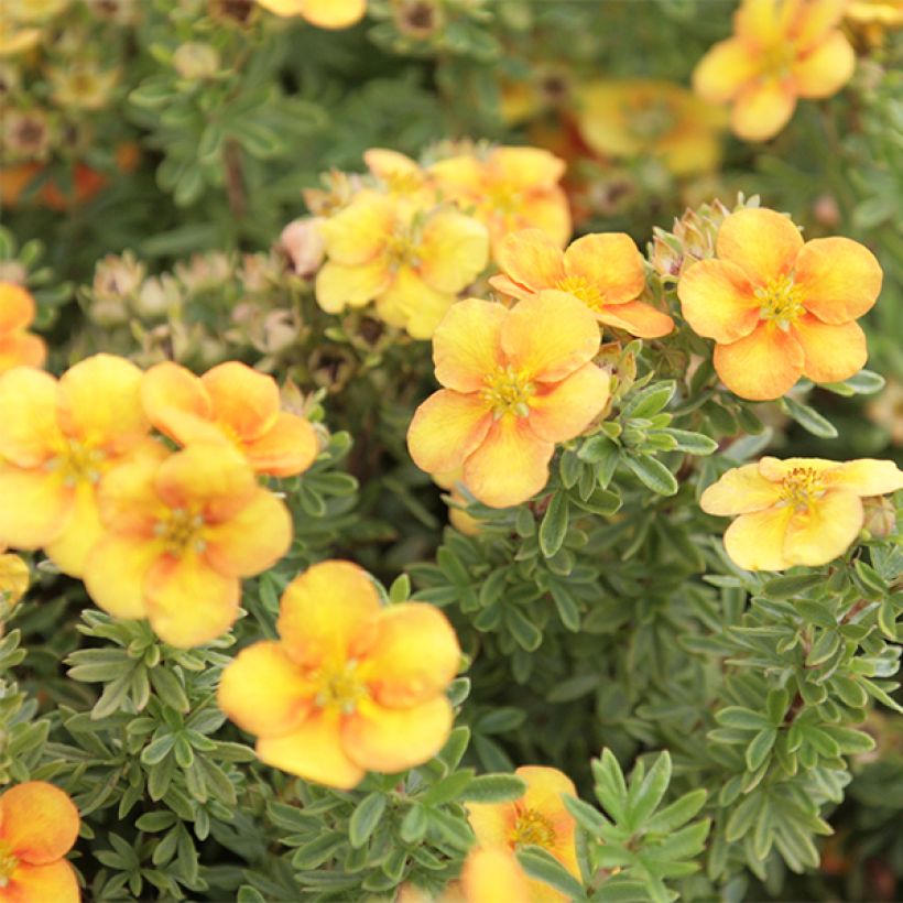 Potentilla fruticosa Mango Tango (Floración)