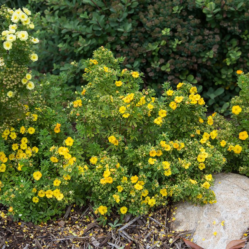 Potentilla fruticosa Marmalade (Porte)