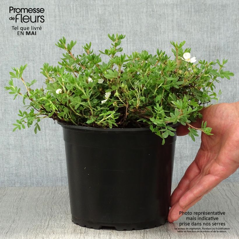 Potentille arbustive - Potentilla fruticosa Bella Bianca Pot de 2L/3L Ejemplar entregado en la primavera