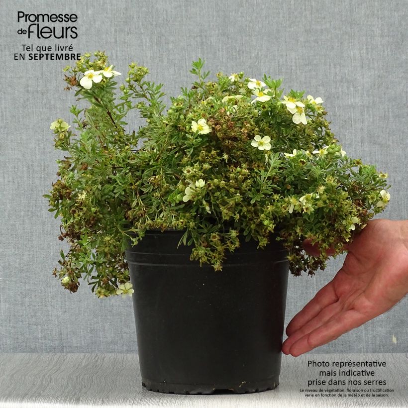 Ejemplar de Potentille arbustive - Potentilla fruticosa Creamissima Pot de 4L/5L entregado en otoño