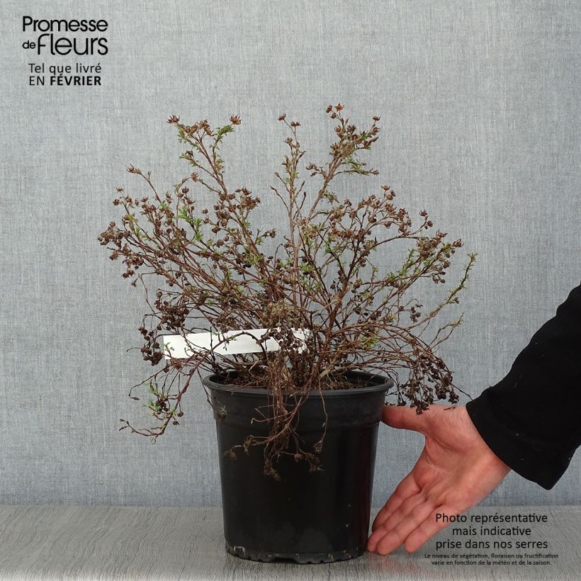 Potentille arbustive - Potentilla fruticosa Creamissima Pot de 4L/5L Ejemplar entregado en invierno