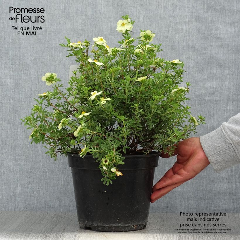 Potentilla fruticosa Creamissima Maceta 4L/5LAltura de entrega aprox. 30cm Ejemplar entregado en la primavera