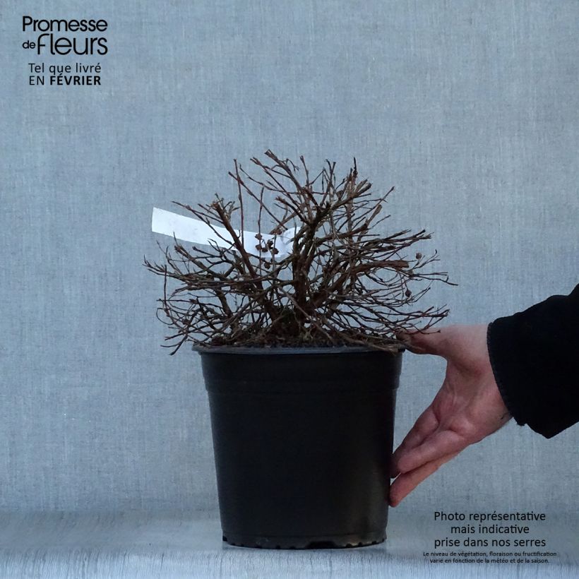 Potentille arbustive - Potentilla fruticosa Double Punch Gold Pot de 3L/4L Ejemplar entregado en invierno