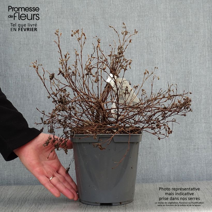 Potentille arbustive - Potentilla fruticosa Double Punch Peach Pot de 4L/5L Ejemplar entregado en invierno