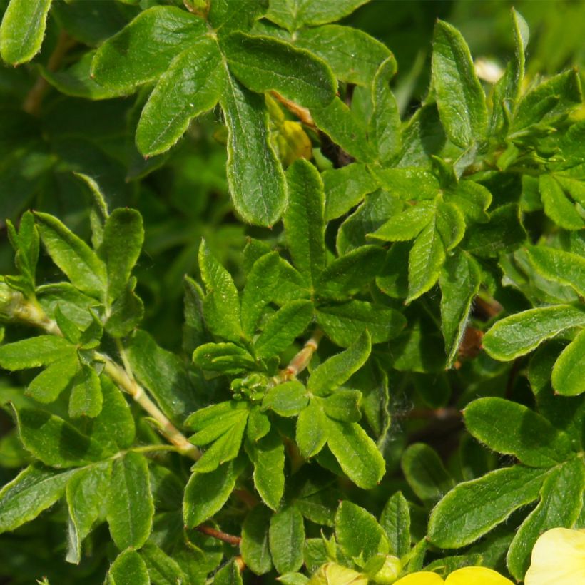 Potentilla fruticosa Sommerflor (Follaje)