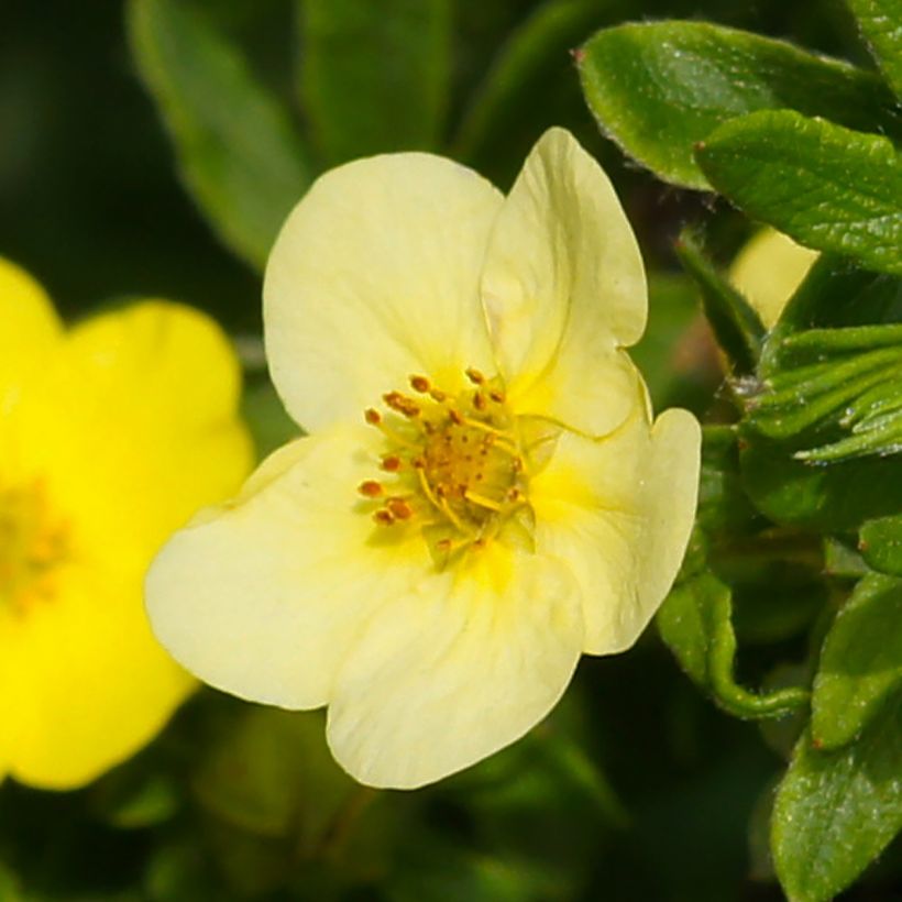 Potentilla fruticosa Sommerflor (Floración)