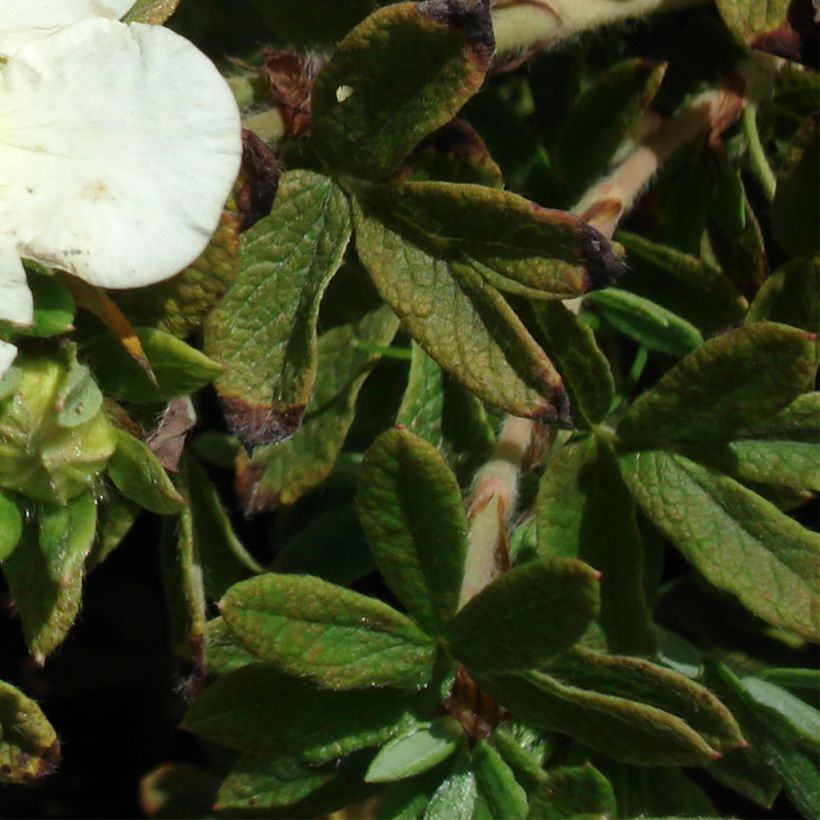 Potentilla fruticosa Tilford Cream (Follaje)