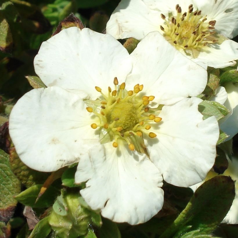 Potentilla fruticosa Tilford Cream (Floración)