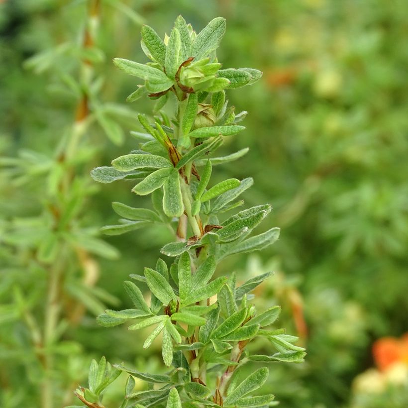 Potentilla fruticosa Orangissima (Follaje)