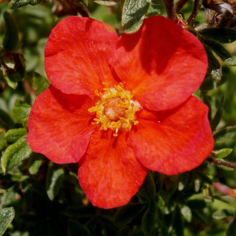 Potentilla fruticosa Red Lady (Floración)