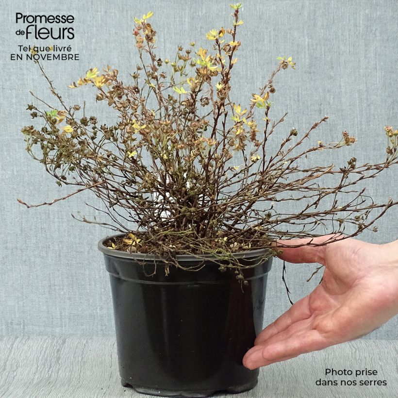 Ejemplar de Potentilla fruticosa Abbotswood 25/30cm en pot de 3L entregado en otoño