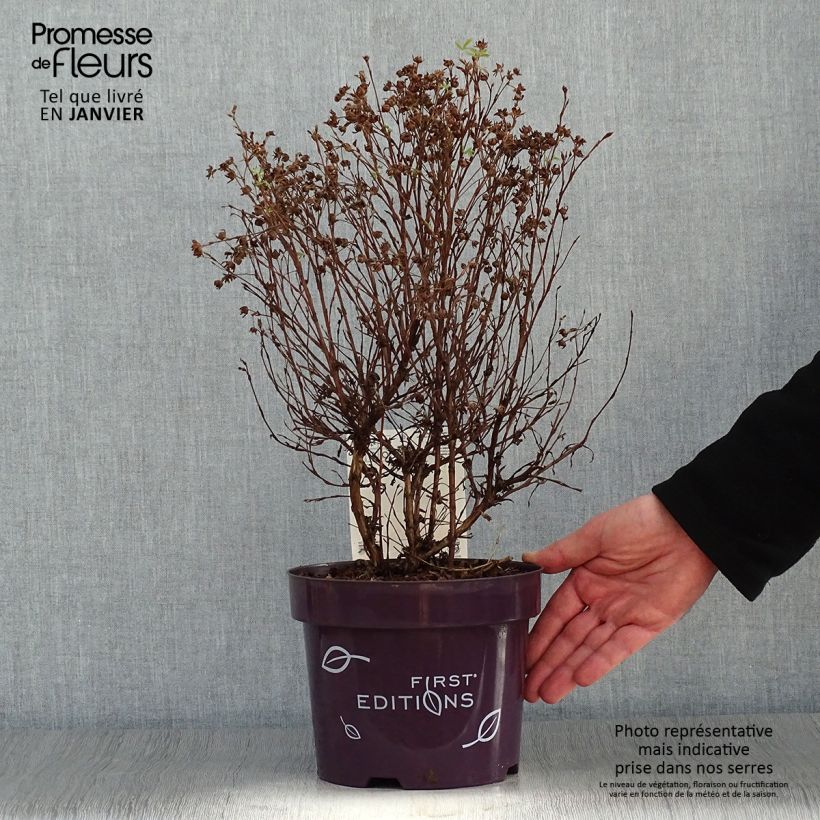 Potentille fruticosa Mandarin Tango Pot de 2L/3L Ejemplar entregado en invierno