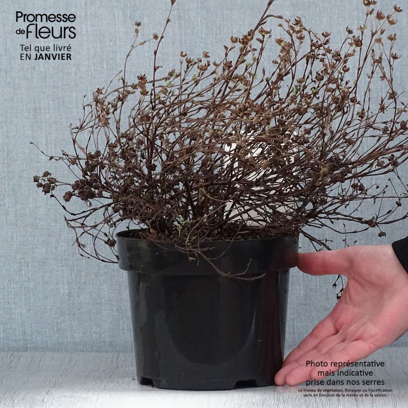 Potentille fruticosa Medicine Wheel Mountain Pot de 2L/3L Ejemplar entregado en invierno