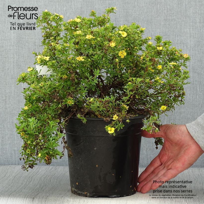 Ejemplar de Potentille fruticosa Solar'issima Pot de 4L/5L entregado en otoño