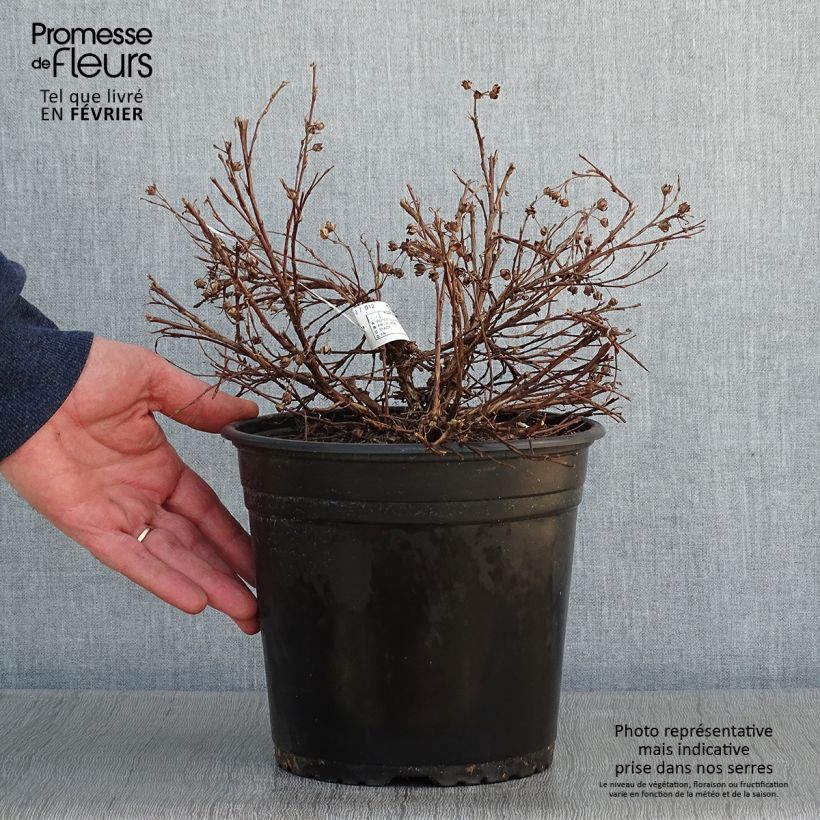 Potentille fruticosa Solar'issima Pot de 4L/5L Ejemplar entregado en invierno