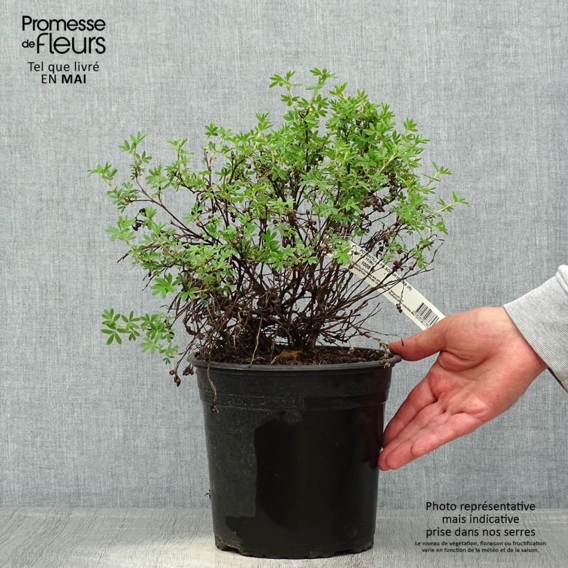 Potentilla fruticosa Solar'issima - Potentille arbustive Pot de 4L/5LHauteur livrée env. 30cm Ejemplar entregado en la primavera