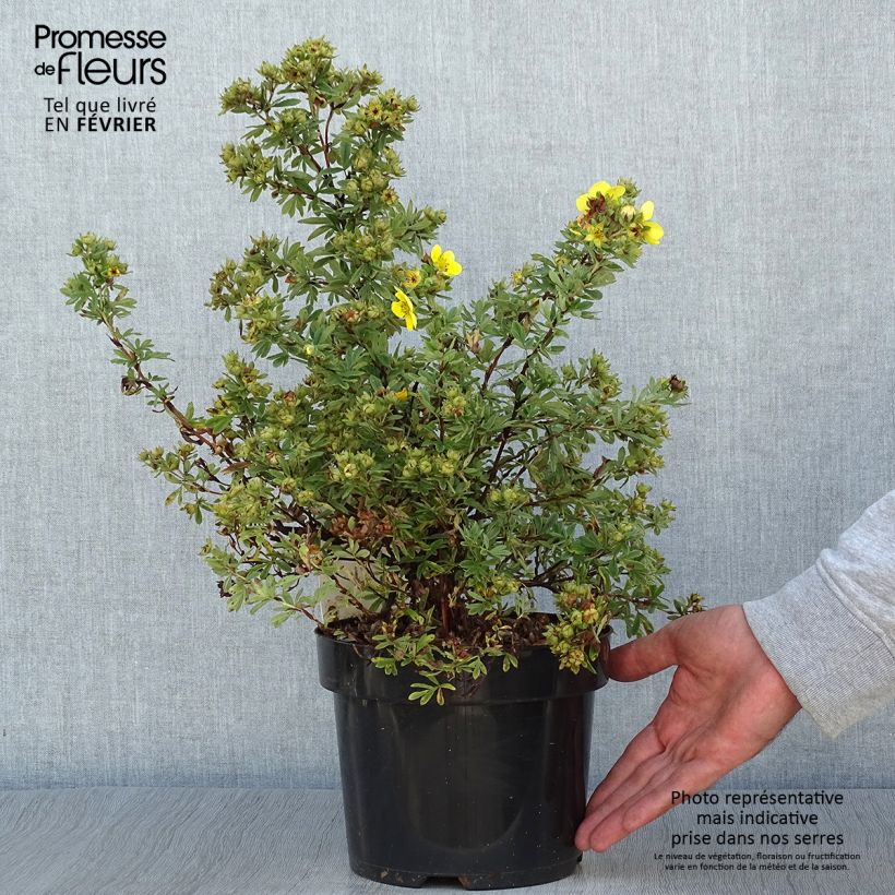 Ejemplar de Potentille fruticosa Sommerflor Pot de 2L/3L entregado en otoño