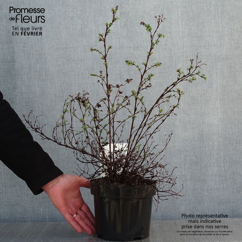 Potentille fruticosa Sommerflor Pot de 2L/3L Ejemplar entregado en invierno