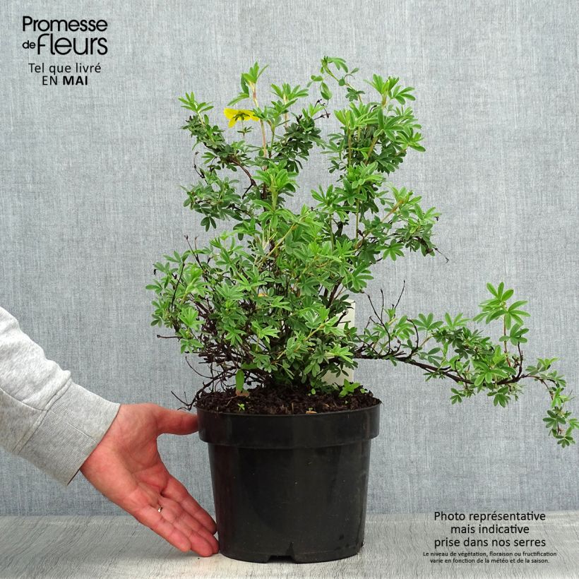 Potentilla fruticosa Sommerflor- Potentille arbustive Pot de 2L/3LHauteur livrée env. 30/40cm Ejemplar entregado en la primavera