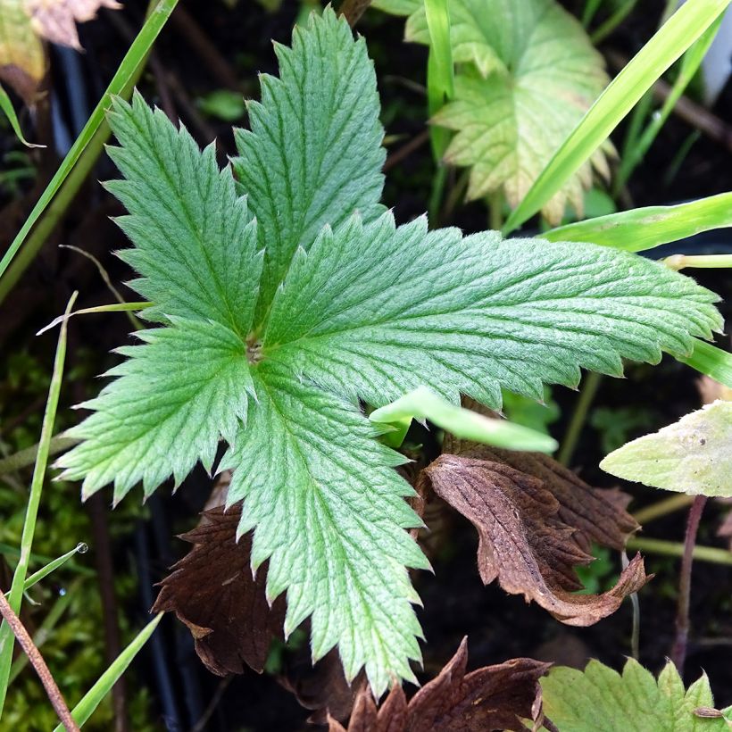 Potentilla William Rollisson (Follaje)