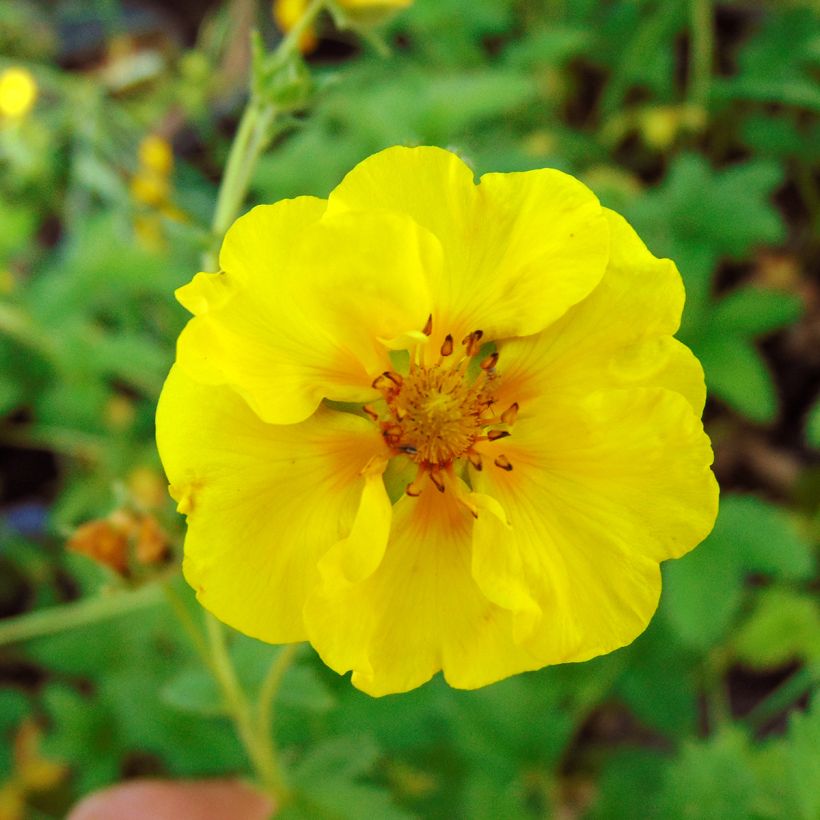 Potentilla Yellow Queen (Floración)