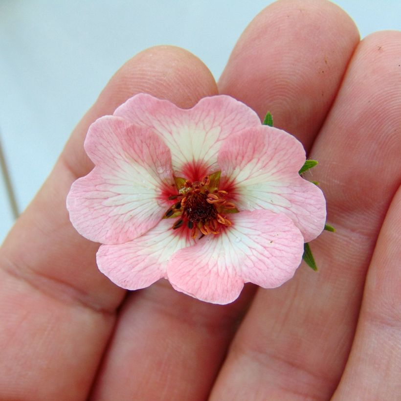 Potentilla hopwoodiana (Floración)