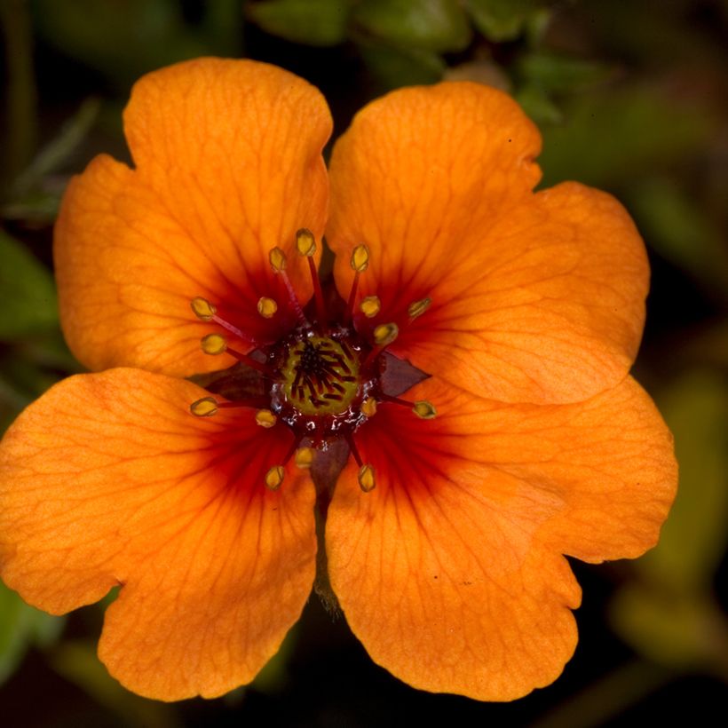 Potentilla tonguei (Floración)