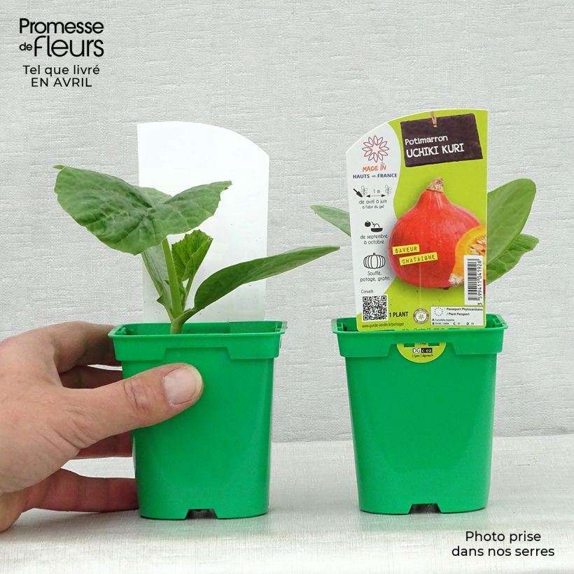 Potimarron Uchiki-Kuri en plants Pot de 10 cm/11cm Ejemplar entregado en la primavera