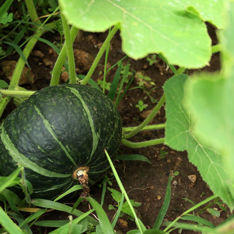 Calabaza Doux Vert d'Hokkaido (Cosecha)