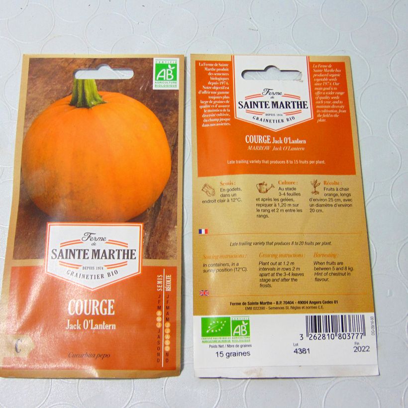 Ejemplo de ejemplar de Citrouille d'Halloween "Jack O'Lantern" Bio - Ferme de Sainte Marthe Graines tal y como se entrega