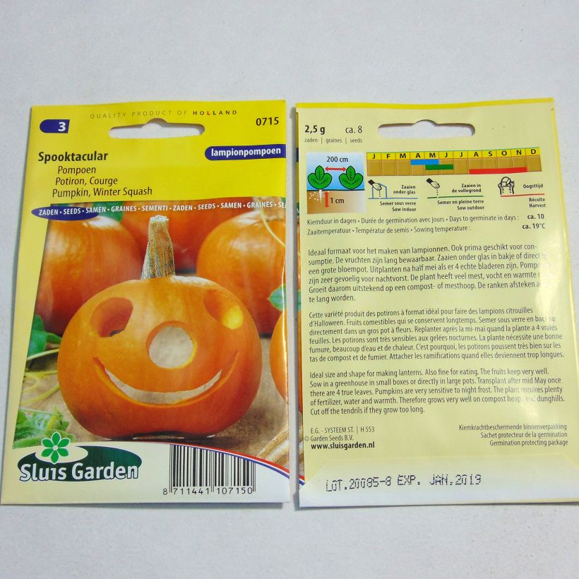 Ejemplo de ejemplar de Potiron d'Halloween Spooktacular - Courge - Cucurbita pepo Graines tal y como se entrega