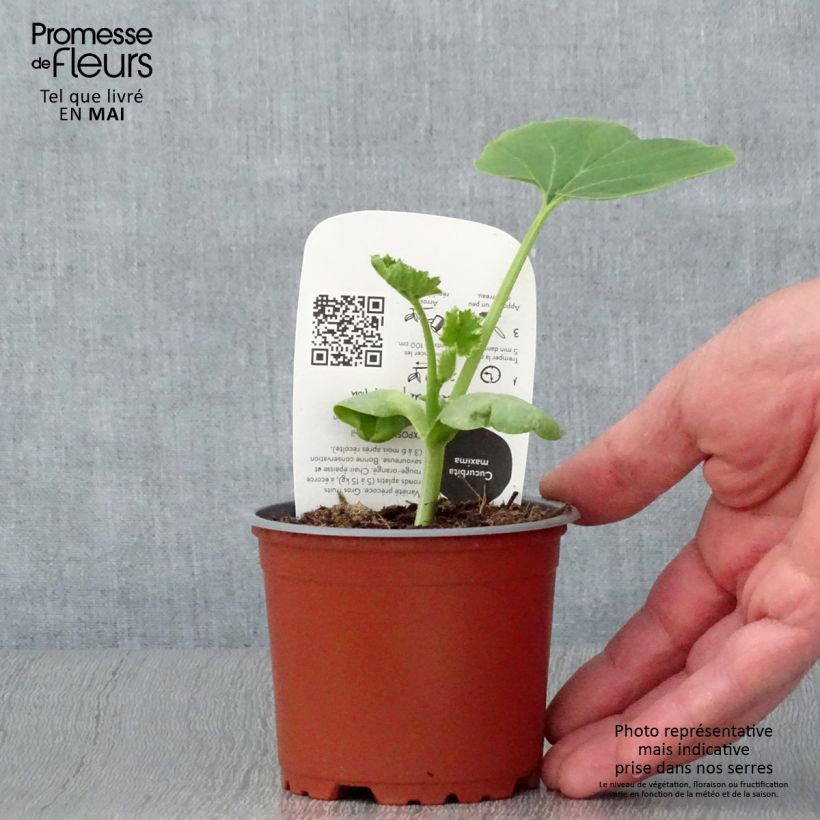 Potiron rouge vif d'Etampes en pots de 10,5cm BIO Pot de 10 cm/11cm Ejemplar entregado en la primavera