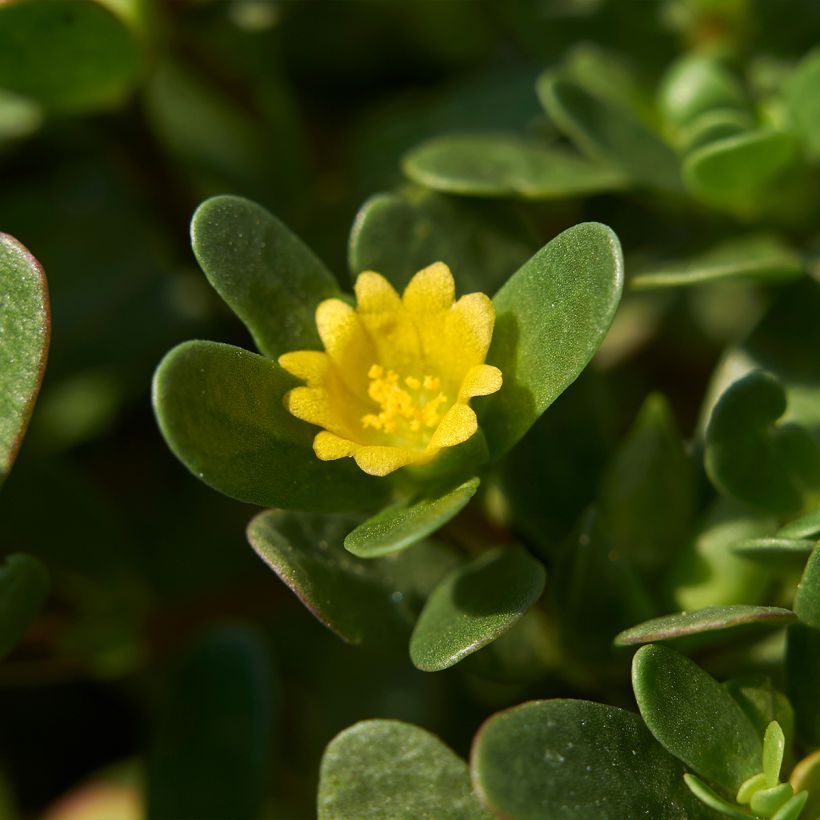 Verdolaga común (plantas) (Floración)