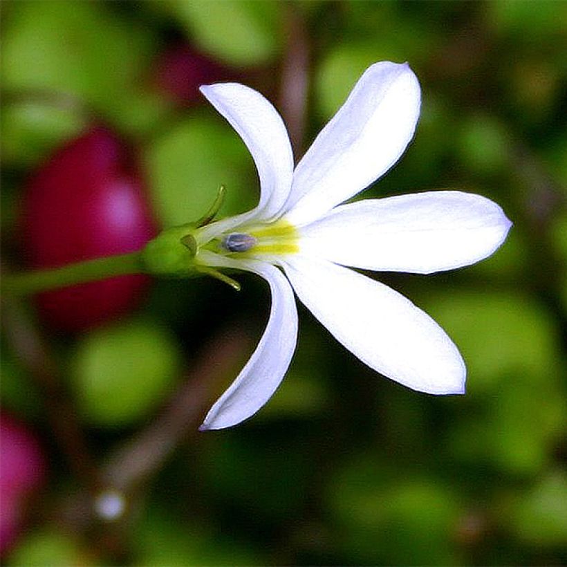 Pratia angulata (Floración)