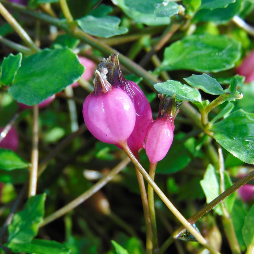 Pratia angulata (Cosecha)