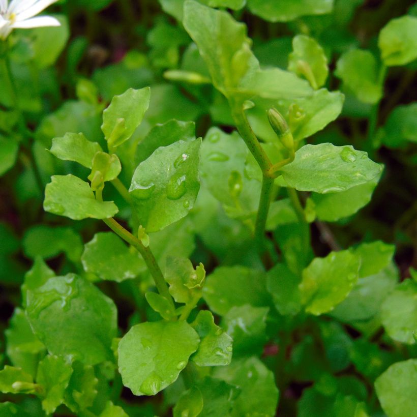 Pratia pedunculata (Follaje)