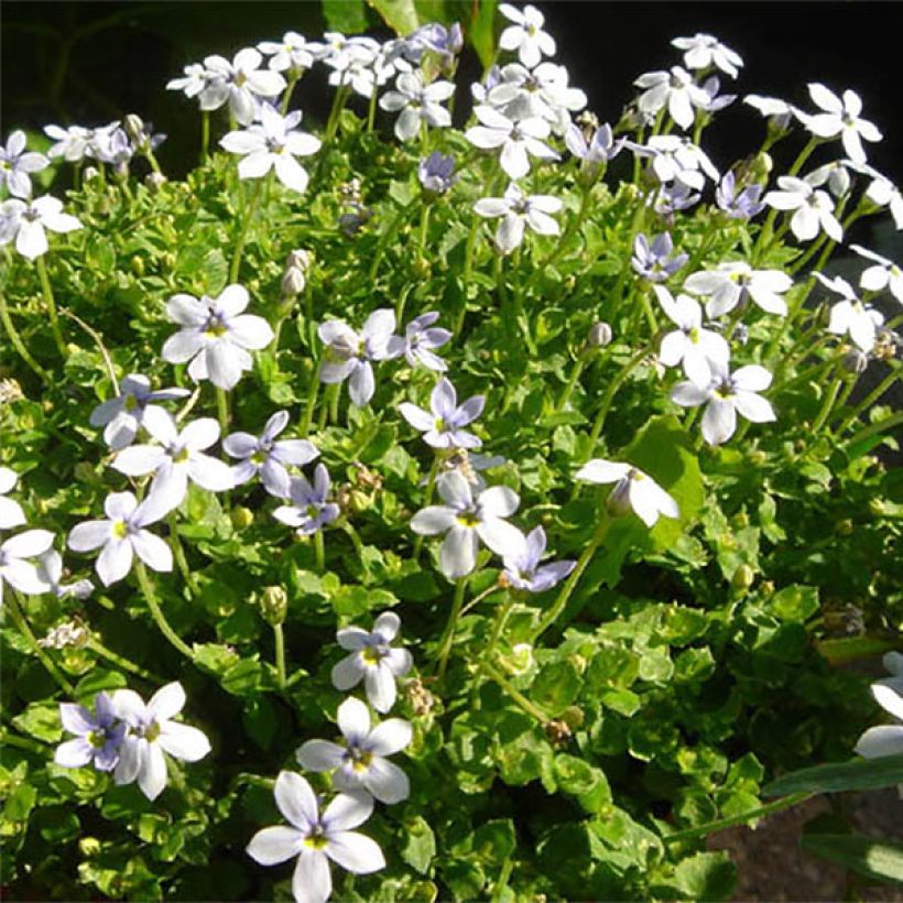 Pratia pedunculata (Floración)