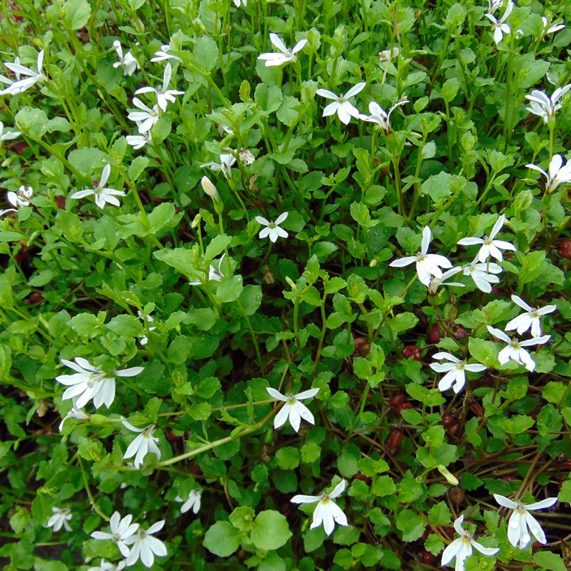 Pratia pedunculata (Porte)