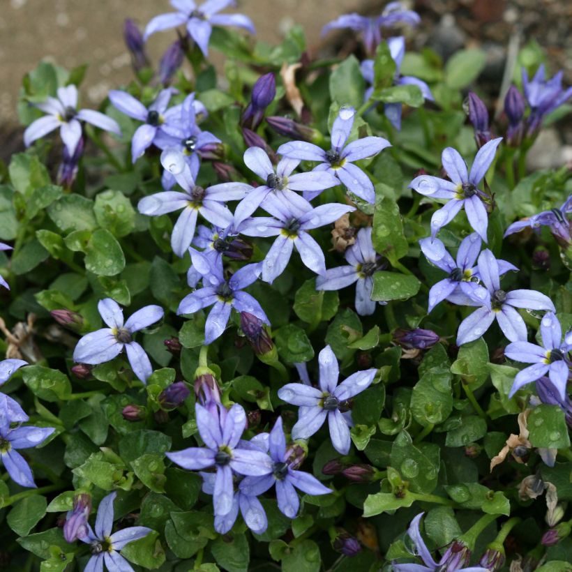 Pratia pedunculata County Park (Floración)