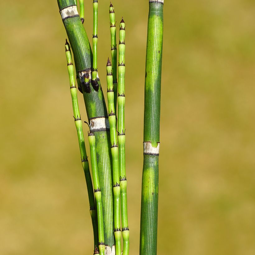 Equisetum hyemale - Cola de caballo de invierno (Follaje)