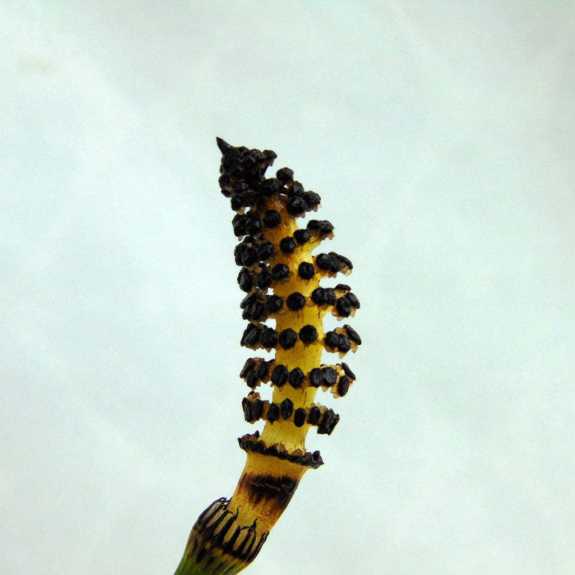 Equisetum hyemale - Cola de caballo de invierno (Floración)