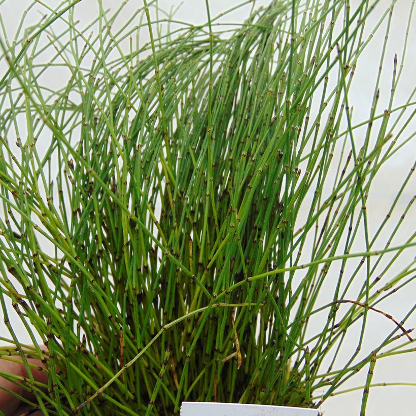 Equisetum scirpoides - Cola de caballo de junco (Follaje)