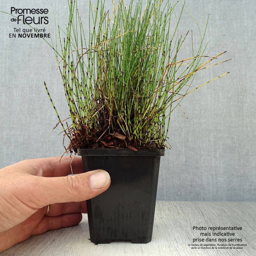 Ejemplar de Prêle japonaise naine - Equisetum scirpoides Godet de 9cm entregado en otoño