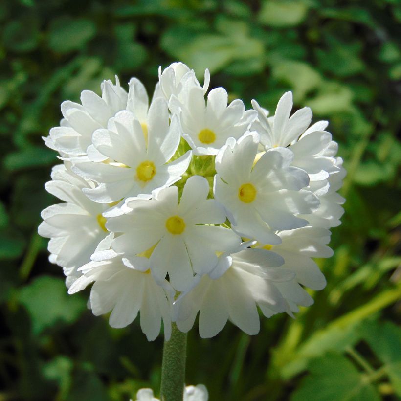 Primula denticulata Alba (Floración)