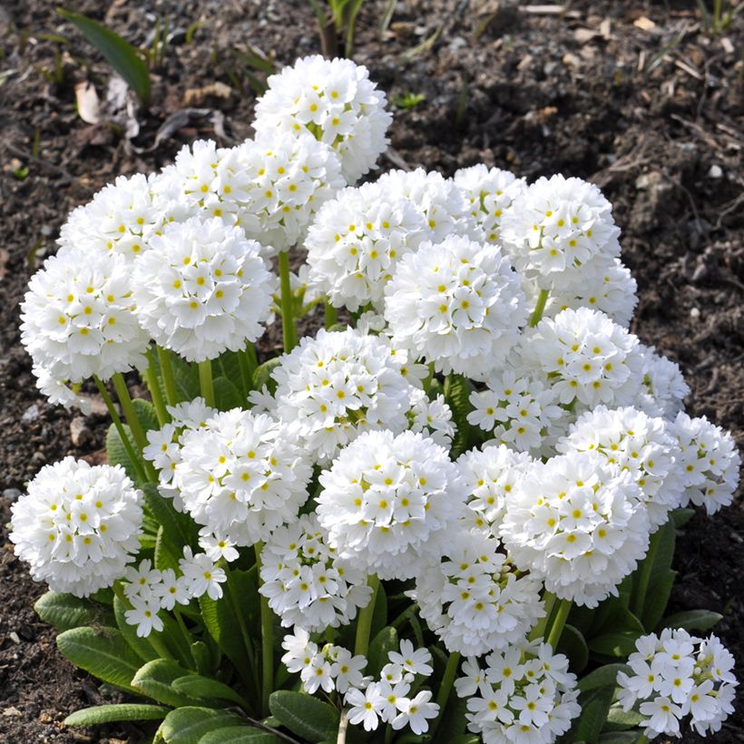 Primula denticulata Alba (Porte)