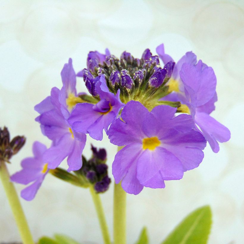 Primula denticulata Cashmeriana (Floración)